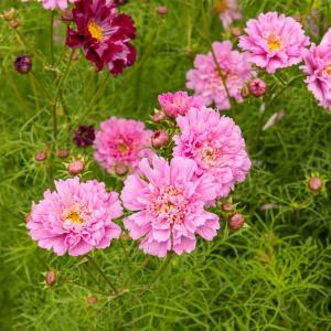 Cosmos Double Click Rose Bonbon - Graines d'Exception